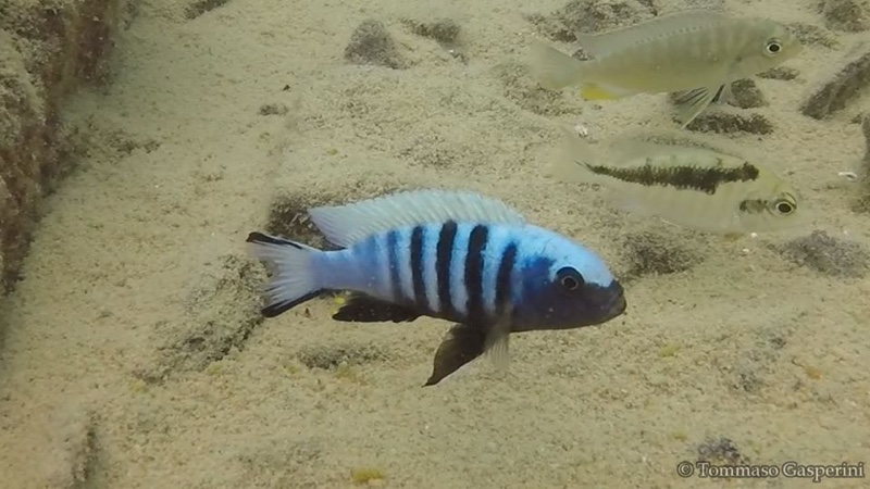 Maylandia pulpican 'Maingano Island'